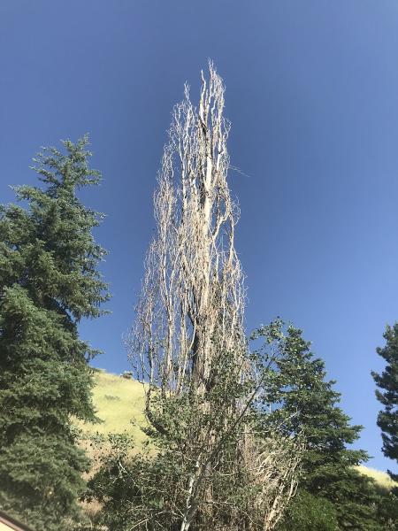 Mt Olympus Tree Service LLC