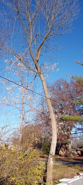 Dorian Tree Care