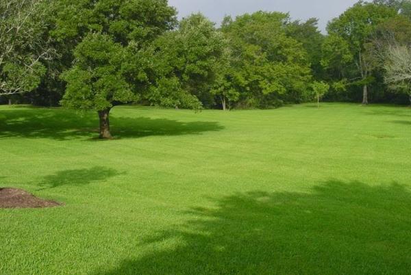 Grassmasters