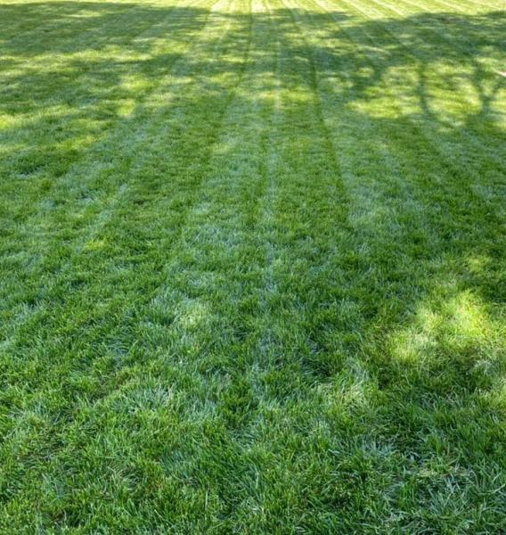 Landaverde Landscaping and Tree Removal