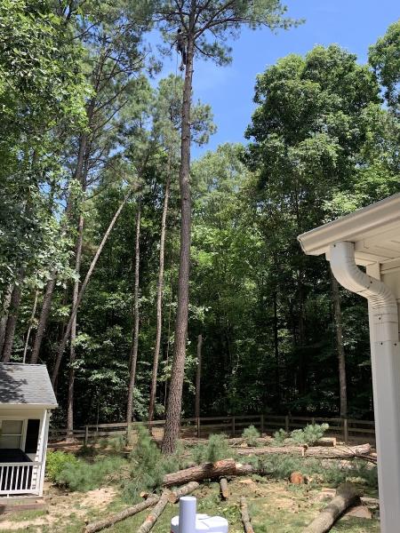 Landaverde Landscaping and Tree Removal