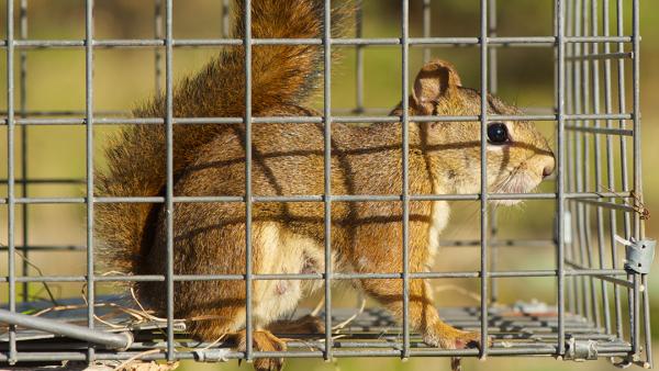 Suburban Wildlife Control