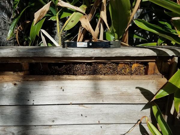 No Kill Bee Removal Company