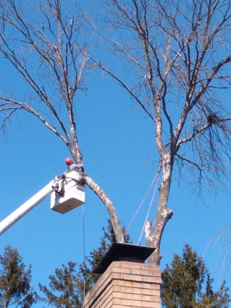 Augusta Tree and Lawn LLC