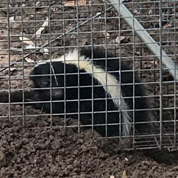 Blackhawk Pest Management