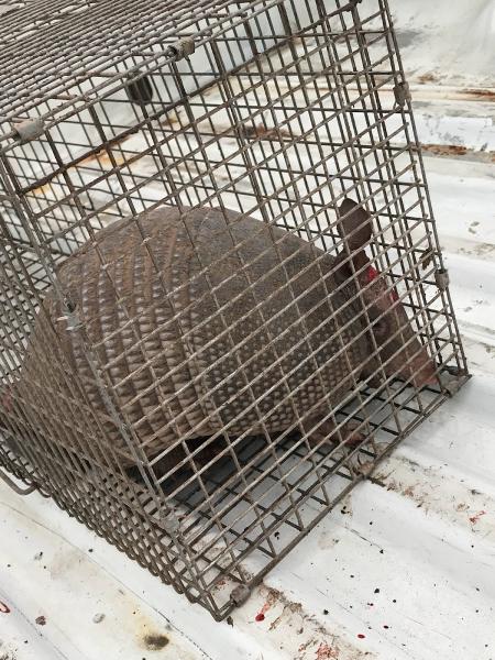 Blackhawk Pest Management