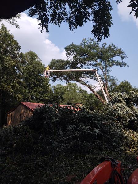Stitts Tree Maintenance