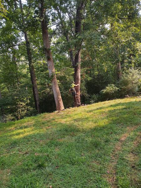 Stitts Tree Maintenance