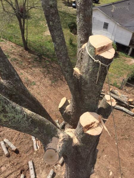 Green Tree Service