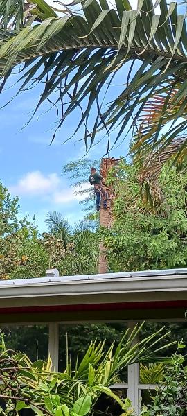 Severino's Tree Service