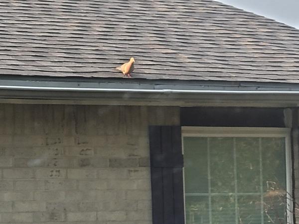 Abbco Roofing Inc