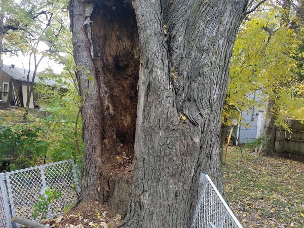 Go Green Tree and Stump Removal