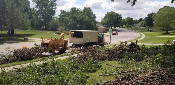 Go Green Tree and Stump Removal