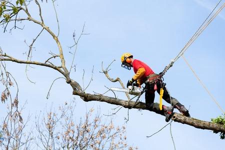 Go Green Tree and Stump Removal
