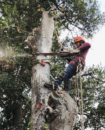 La Selva Tree Care