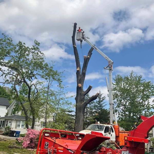 Precision Tree Experts