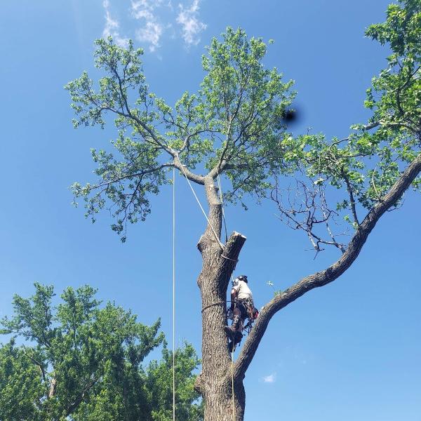 Precision Tree Experts