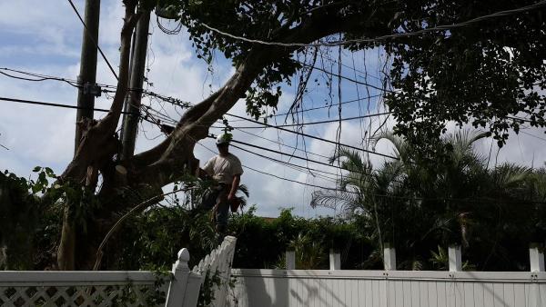 Boynton Beach Tree Service