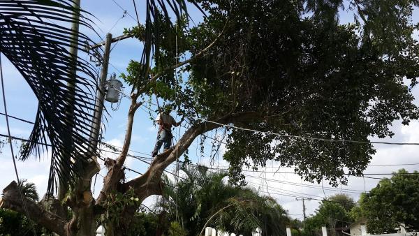 Boynton Beach Tree Service