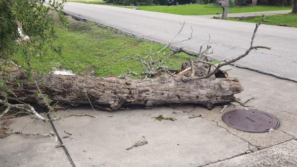 Conroe Tree Service