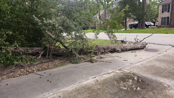 Conroe Tree Service