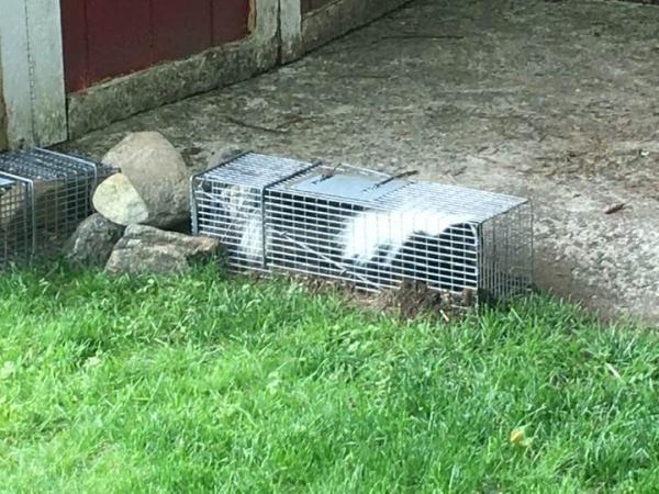 C&C Wildlife Control