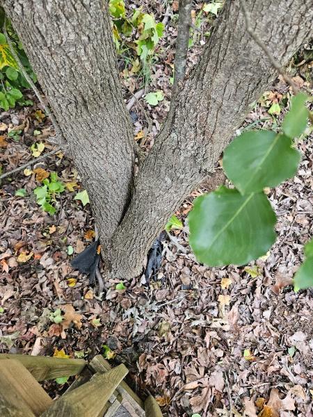 Little Rock Landscaping