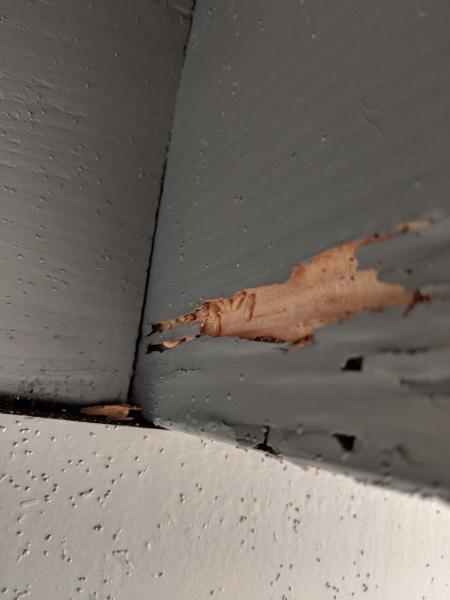 Maddigan Termite Management