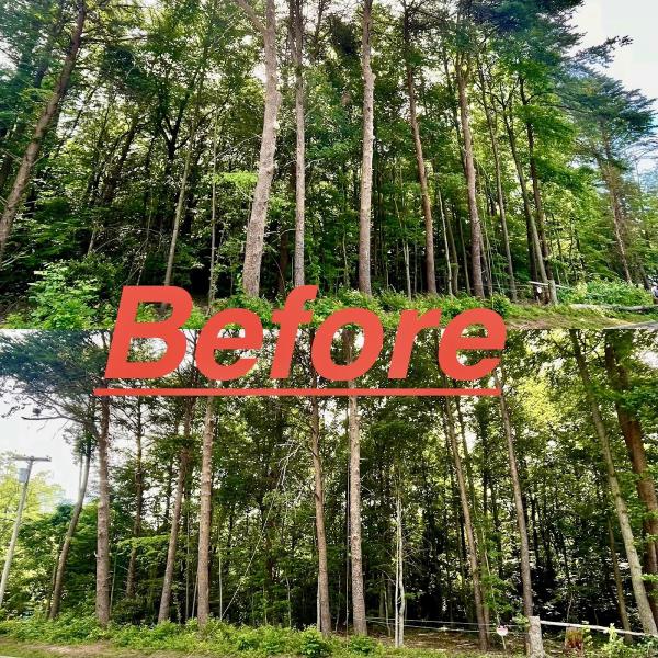 Ingram's Tree Service