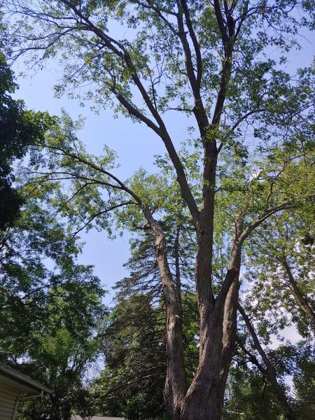 Harvey's Tree Care