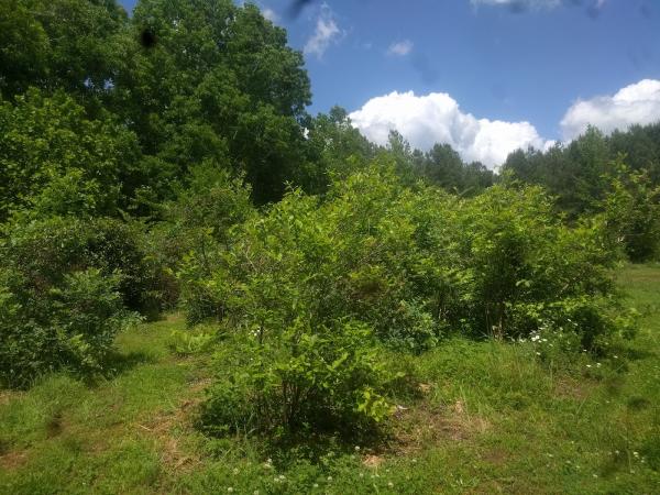 Golden Egg Permaculture