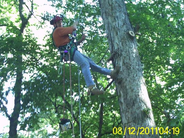 Urban Loggers