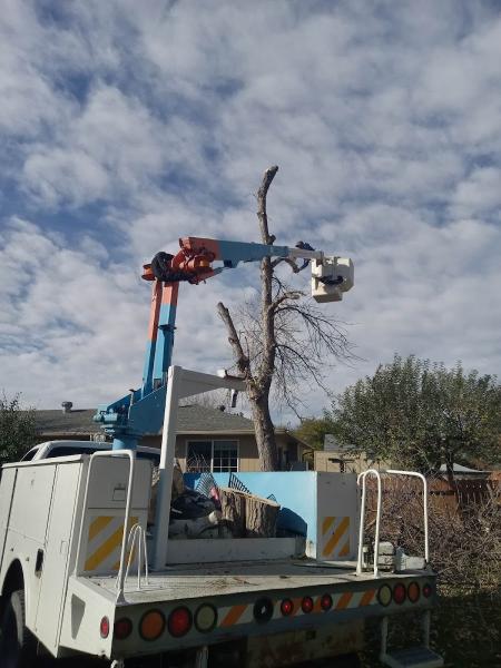 Alpine Tree Service