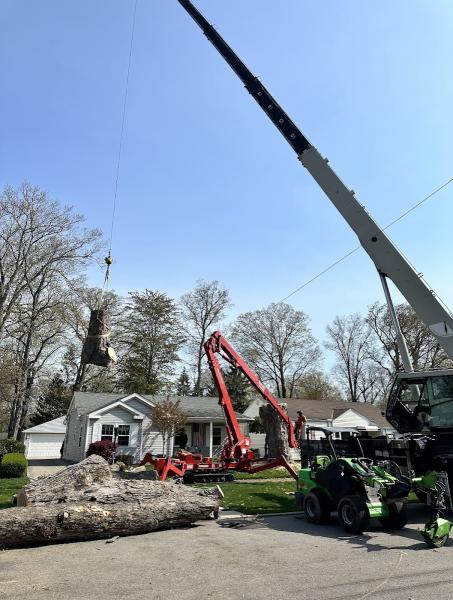 Affordable Tree Service