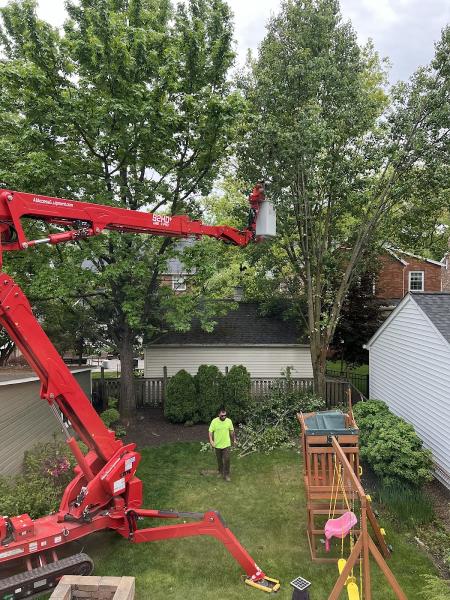 Affordable Tree Service