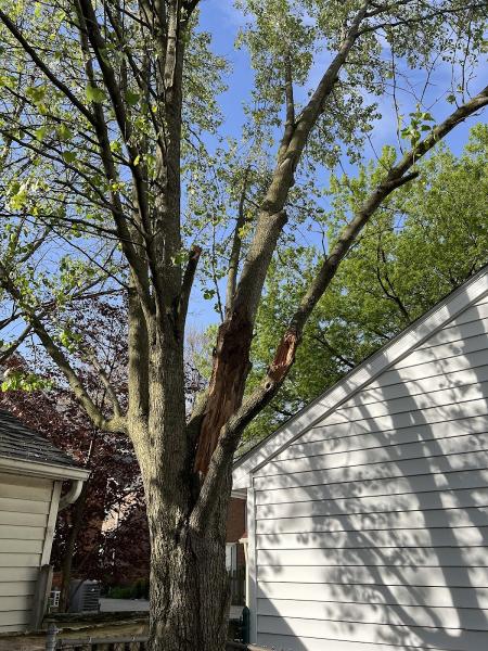 Affordable Tree Service