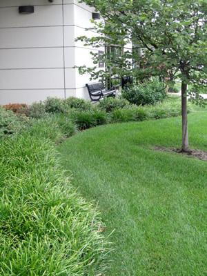 Commercial Lawn Management