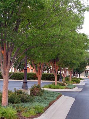 Commercial Lawn Management