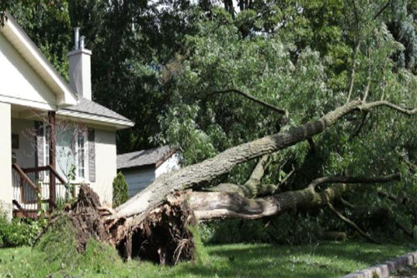 Down To Earth Tree Service