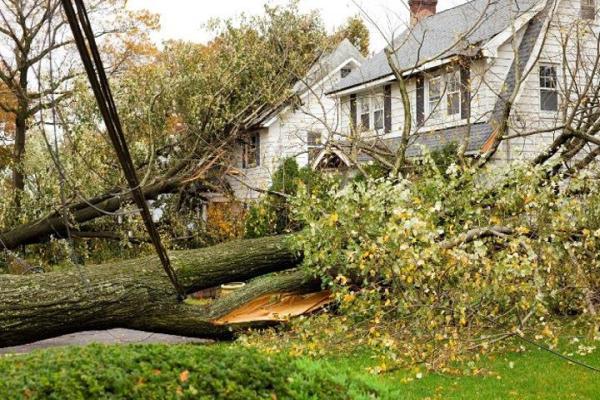 Down To Earth Tree Service