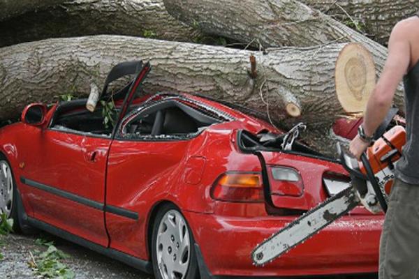 Down To Earth Tree Service