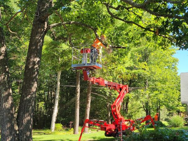 Northeast Tree Care