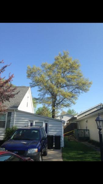 To the Top Tree Service