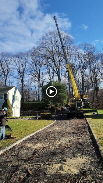 A.kreta and Son Tree and Stump Removal