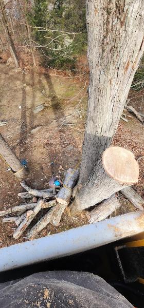 A.kreta and Son Tree and Stump Removal