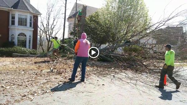 Vilchis Tree Service