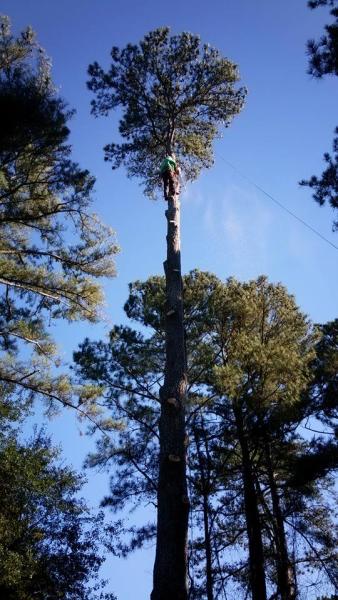 Vilchis Tree Service