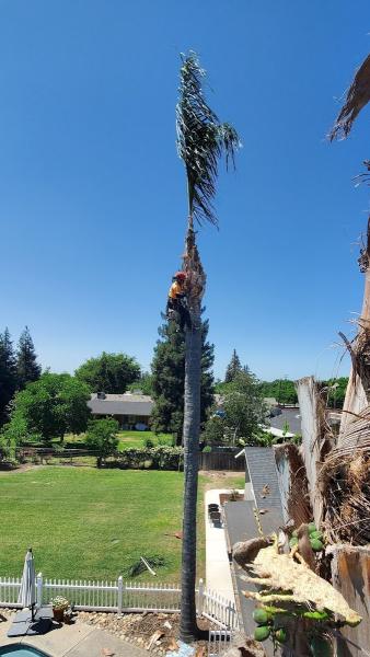 Pete's Tree Service