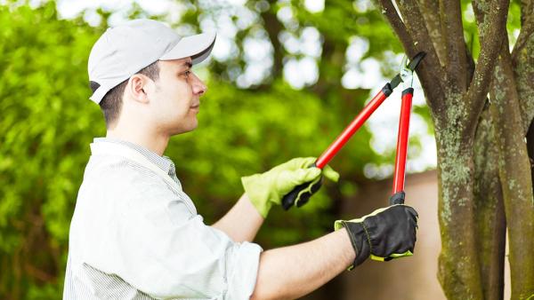 Family Tree Service