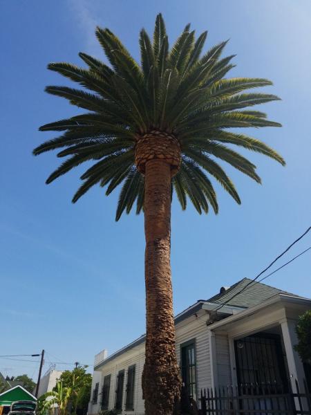 Family Tree Service